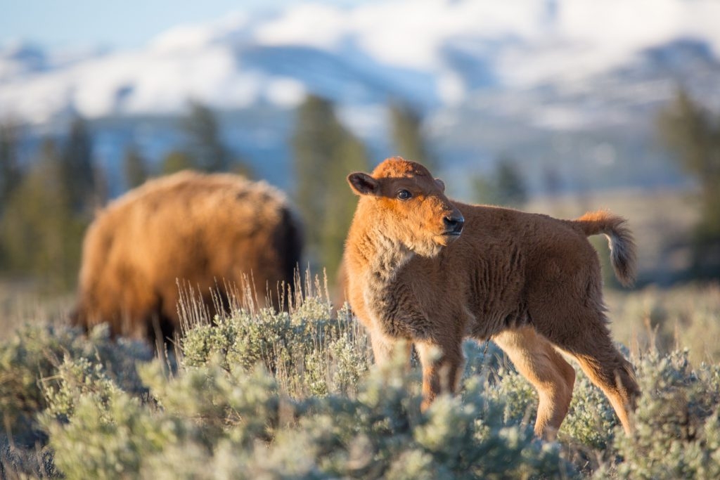 7 Baby Animals of Big Sky | Big Sky Resort, Montana